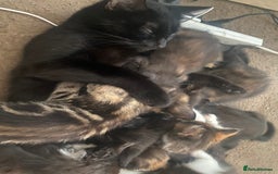British Shorthair cats for sale: 4 little sweethearts - Image 5