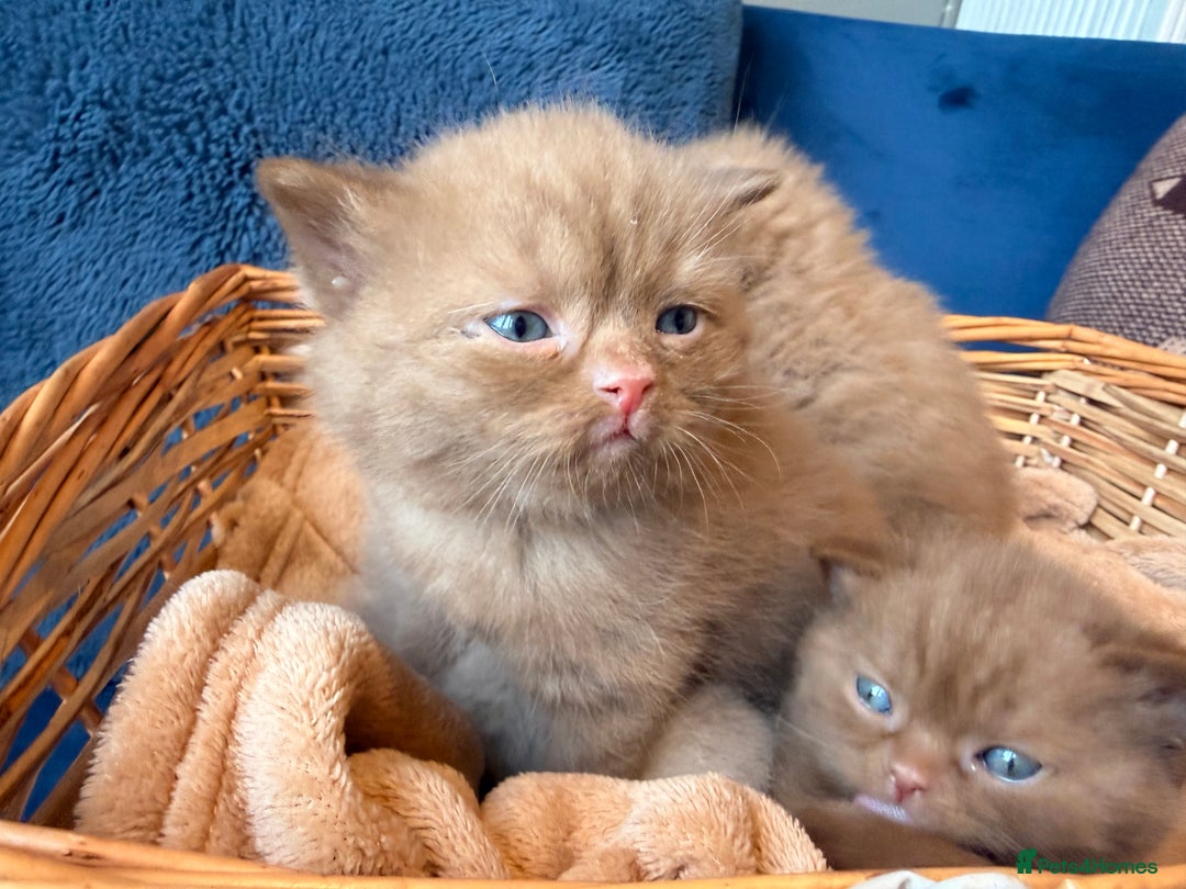 British Shorthair cats for sale: Cinnamon British shorthair kittens - Advert 13