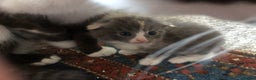Mixed Breed cats for sale: Fold x Maine coon girls - Advert 18