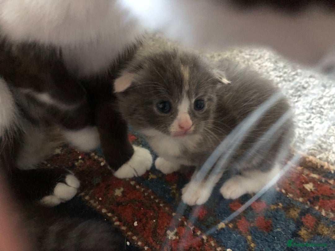 Mixed Breed cats for sale: Fold x Maine coon girls - Advert 18