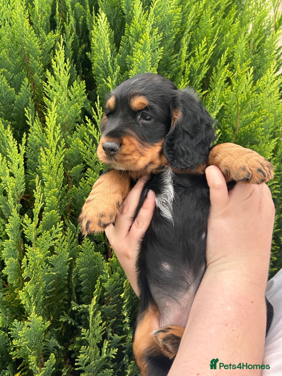 Cocker Spaniel dogs for sale: Working Cocker Spaniels  - Image 17