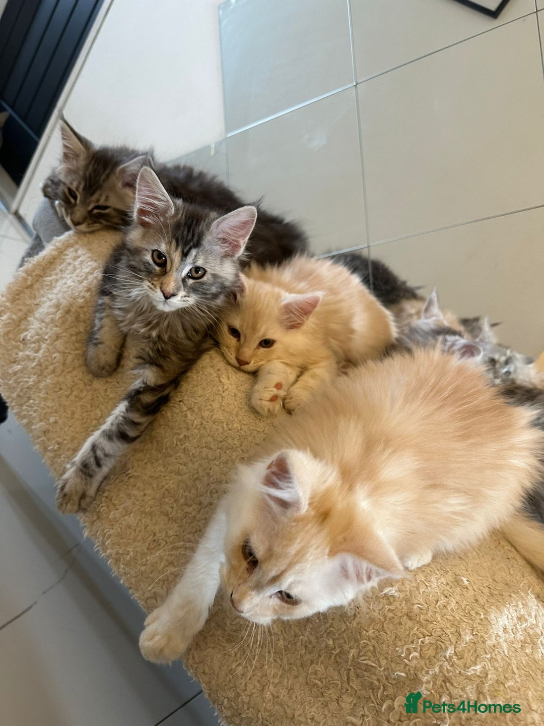 Maine Coon cats for sale: Pedigree Maine coon kittens purebreed XL in Waterlooville - Image 25