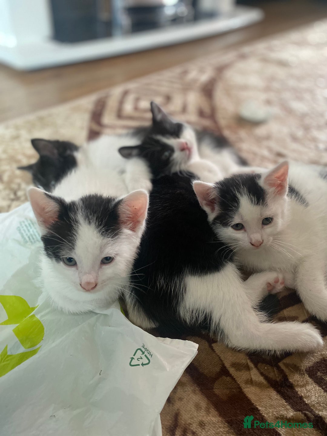Domestic Shorthair cats for sale: Luna, Snow, Minx & Oreo - 10 Weeks old - Image 13