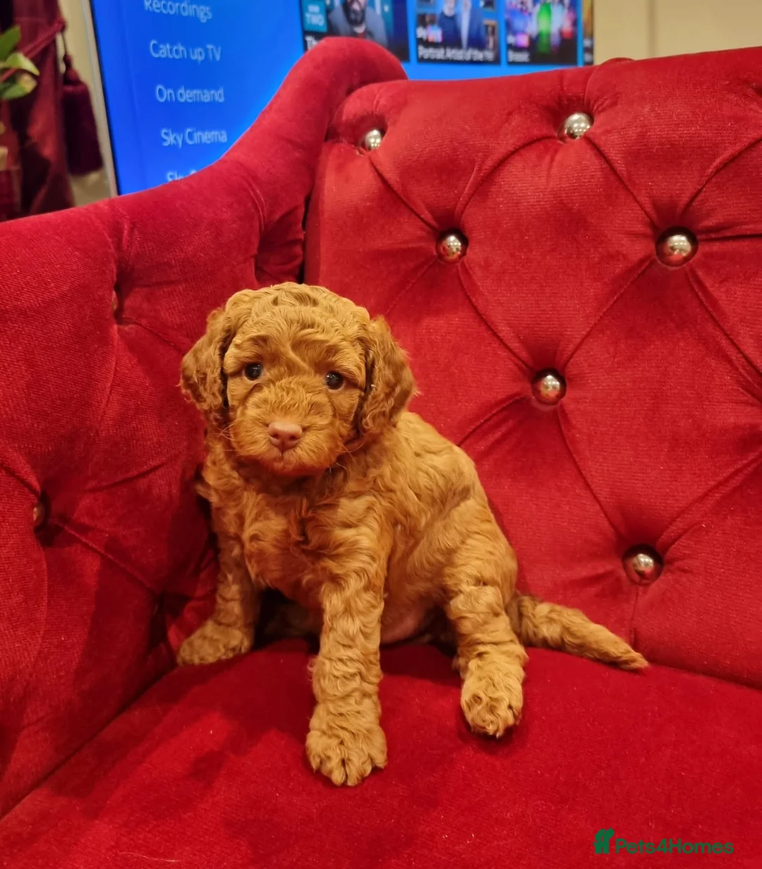 Miniature Poodle dogs for stud: RUPERT MINIATURE POODLE in Southampton - Advert 25