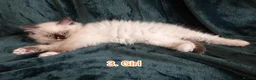 Ragdoll cats for sale: Ragdoll kitten. 2 Girls and 1 Boy  in Coventry - Advert 2