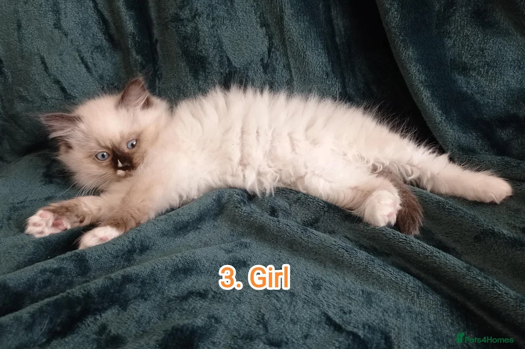 Ragdoll cats for sale: Ragdoll kitten. 2 Girls and 1 Boy  in Coventry - Advert 2