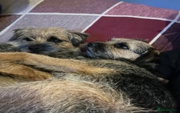 Border Terrier dogs for sale: Border Terrier pups - Blue & Tan - Image 10