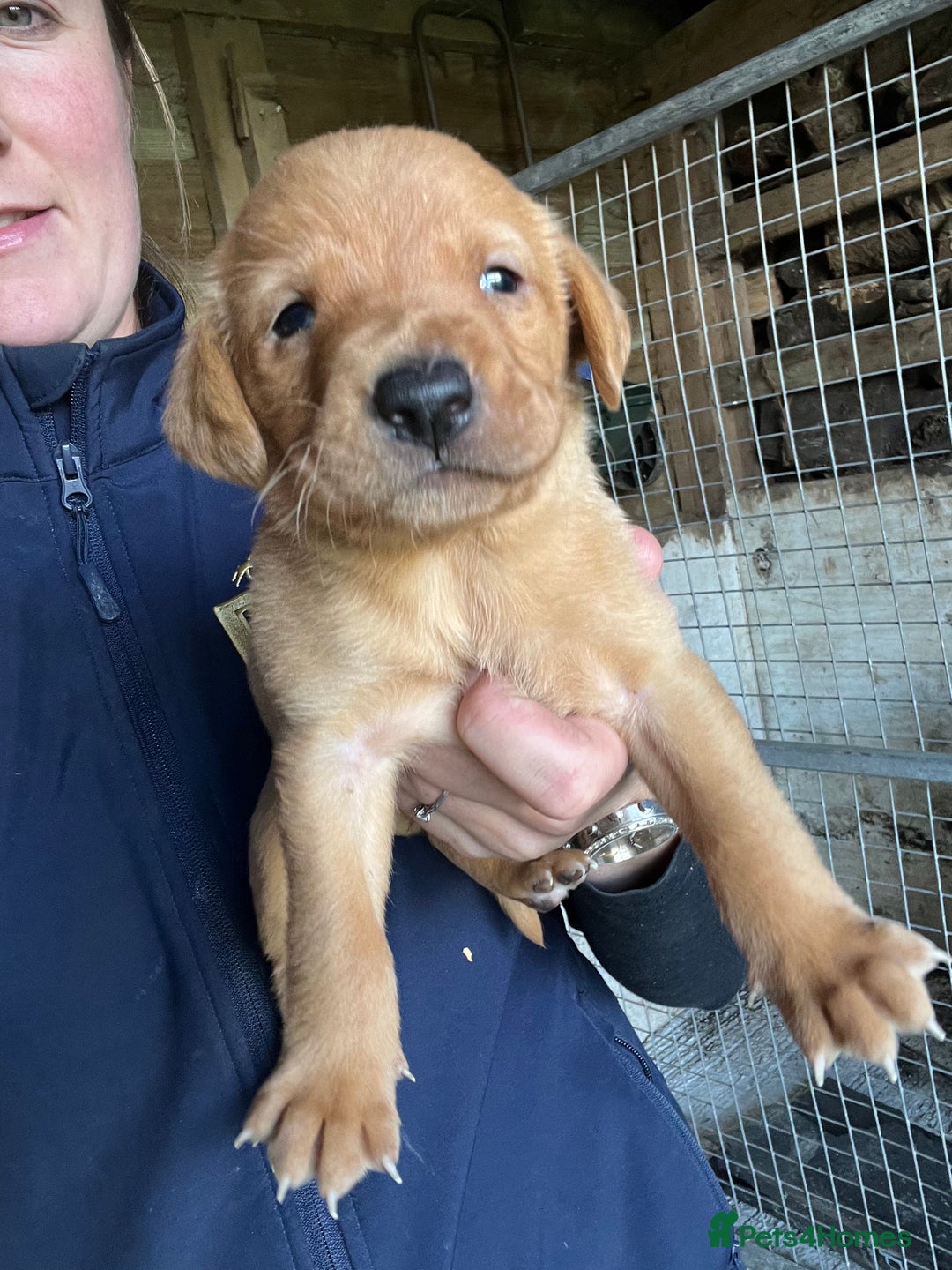 Labrador Retriever dogs for sale: Pedigree KC Reg Labrador puppies - Image 6