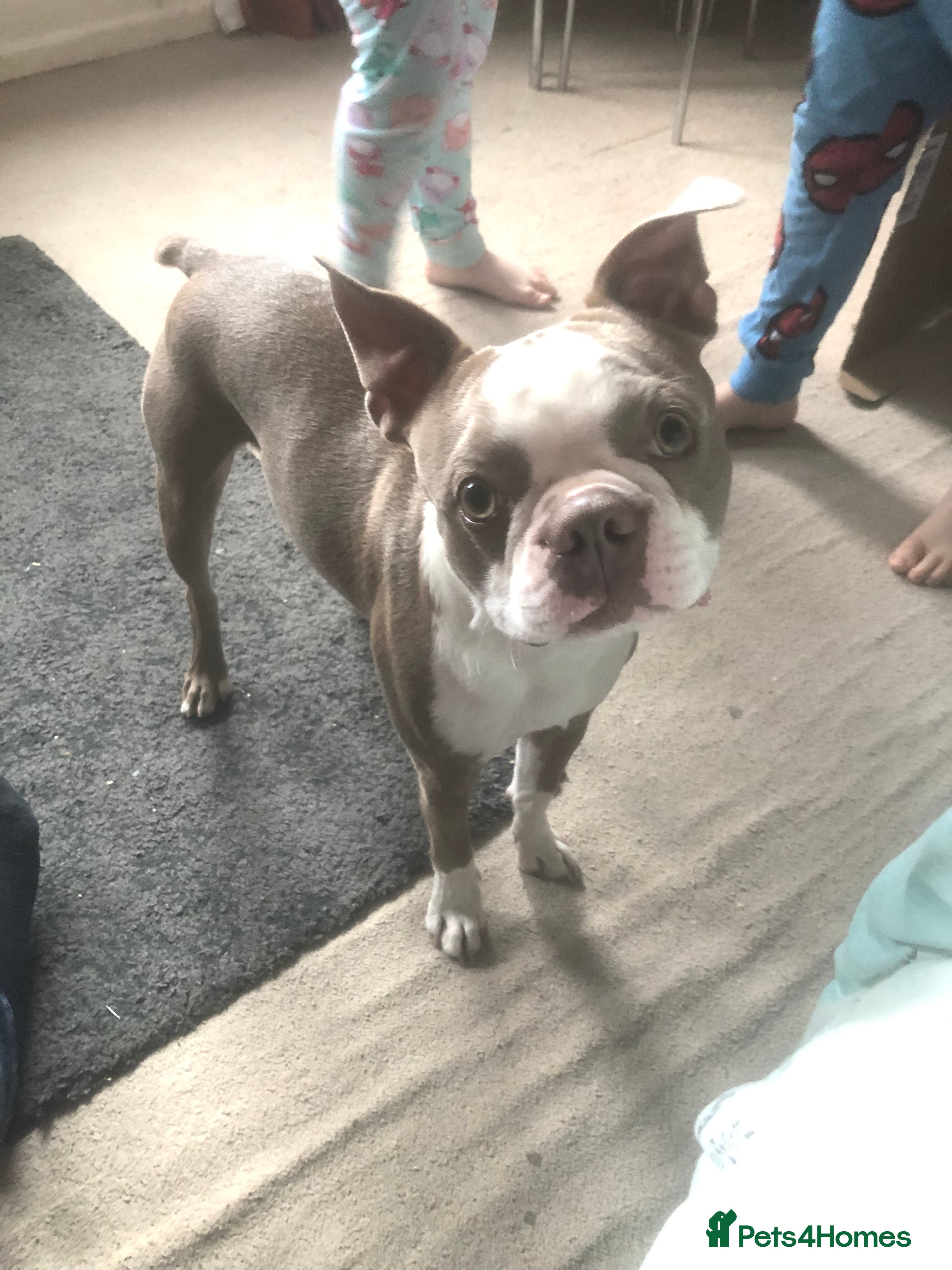 Boston Terrier dogs Bosten terrier for stud  - Advert 3