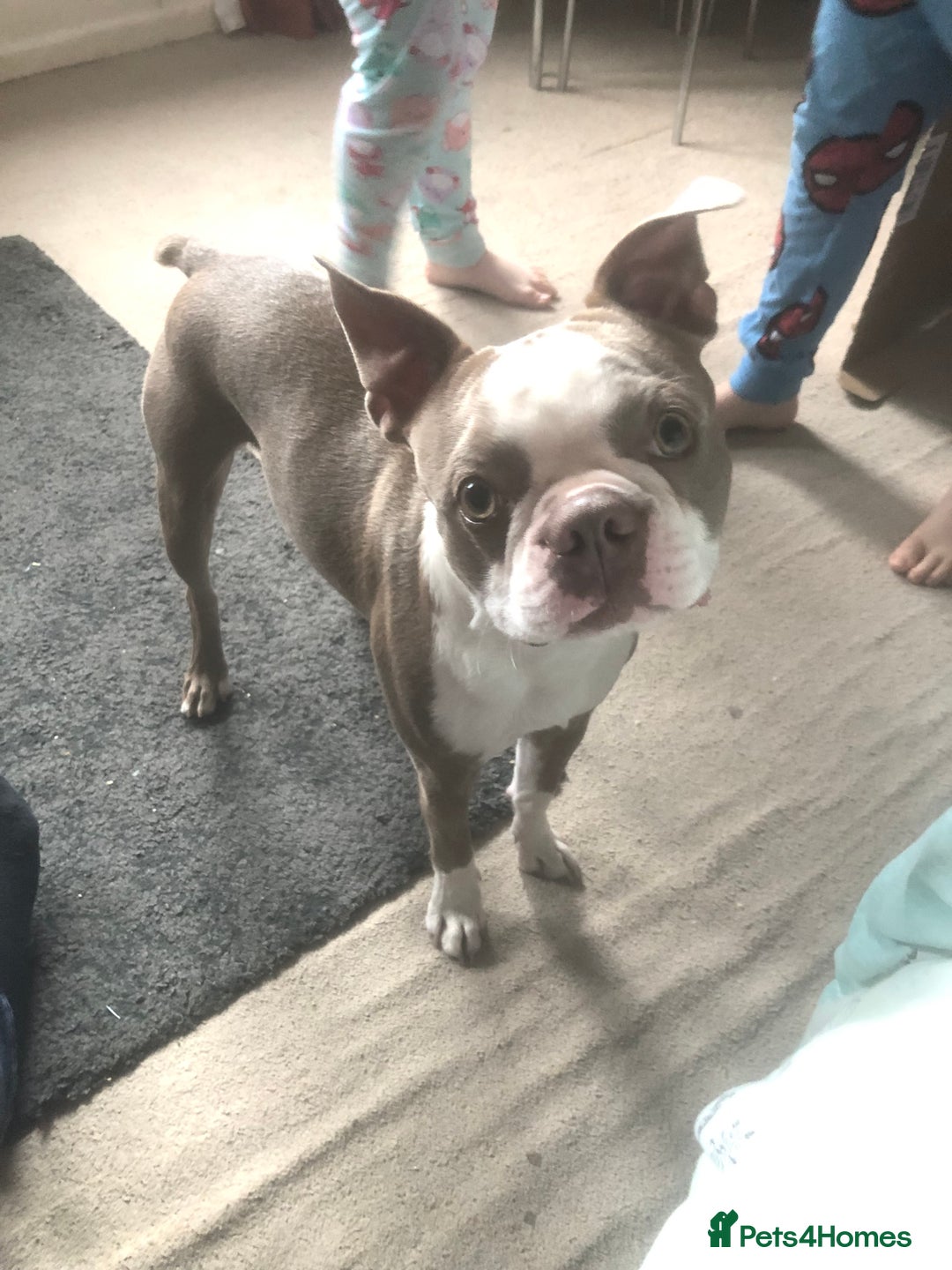 Boston Terrier dogs for stud: Bosten terrier for stud  - Advert 1