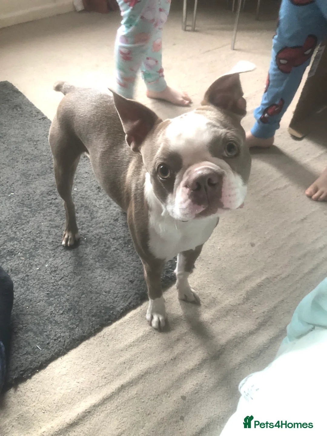 Boston Terrier dogs for stud: Bosten terrier for stud  - Advert 1