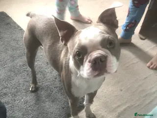 Boston Terrier dogs Bosten terrier for stud - Advert 1