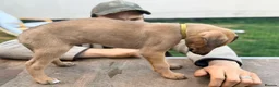 Lurcher dogs for sale: Lurcher Puppies. 5 boys and 1 girl left - Advert 12