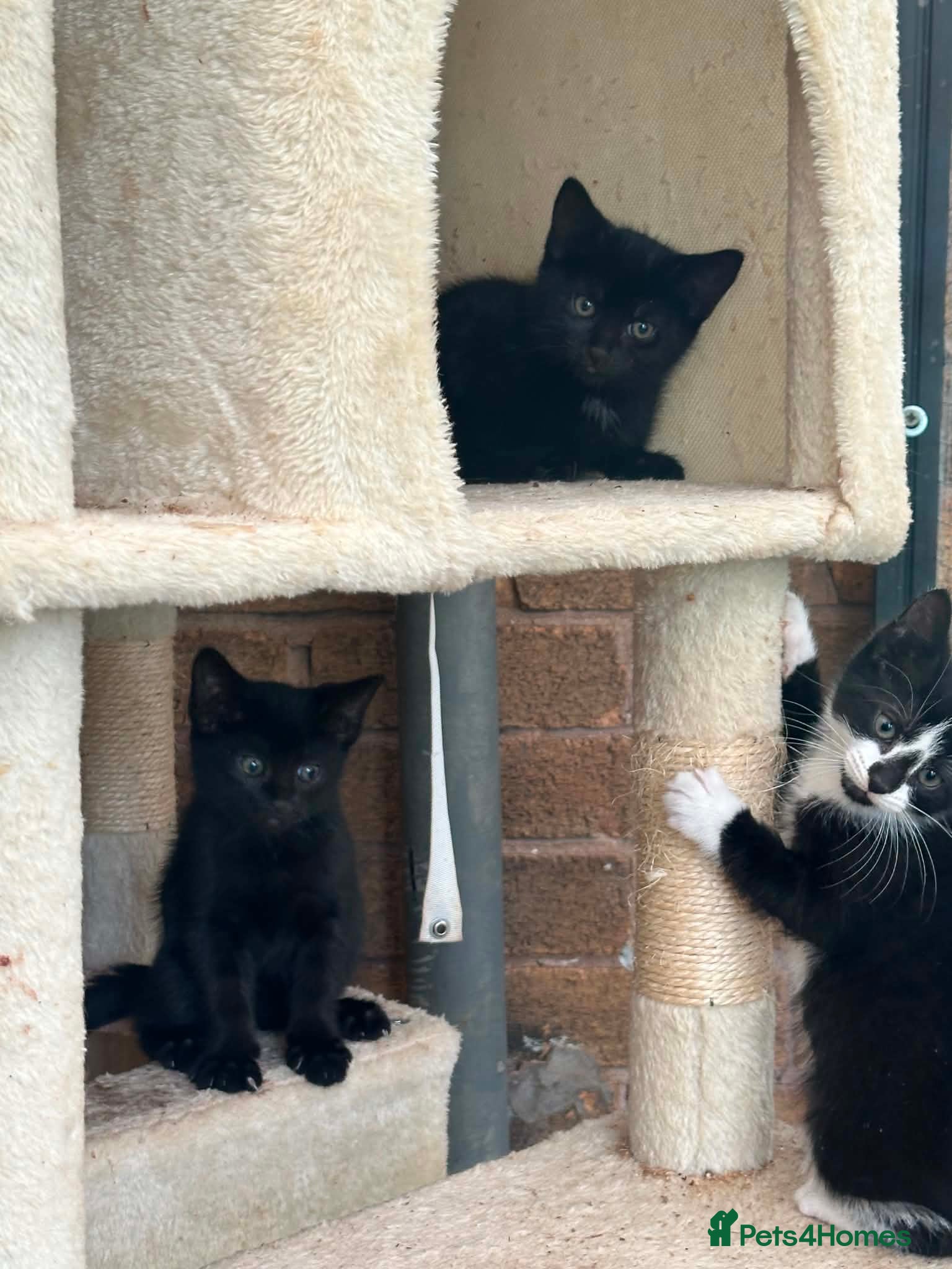 Mixed Breed cats Kittens  - Advert 3