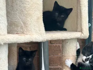 Mixed Breed cats Kittens - Advert 2