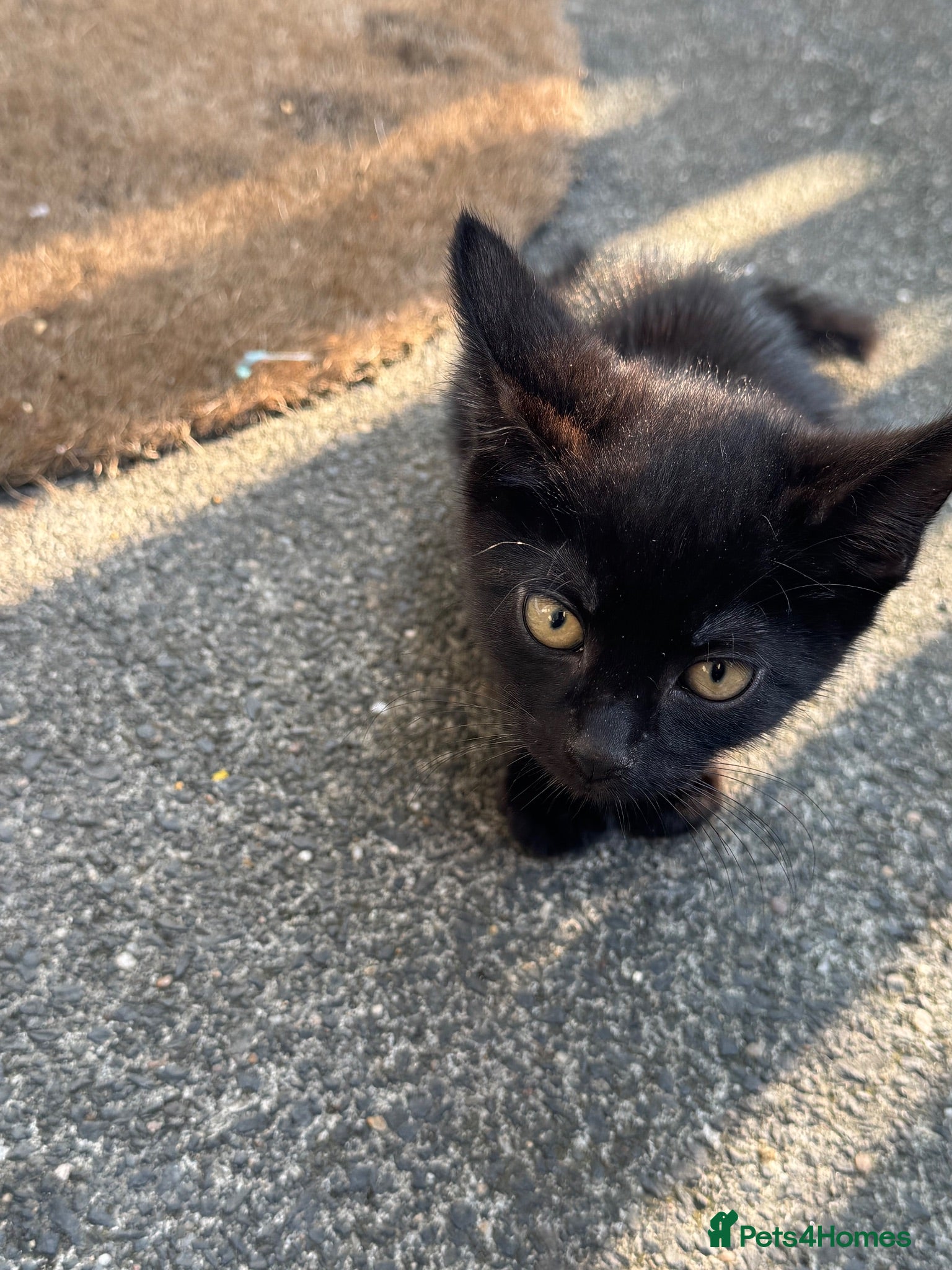Mixed Breed cats Kittens for sale  - Advert 19