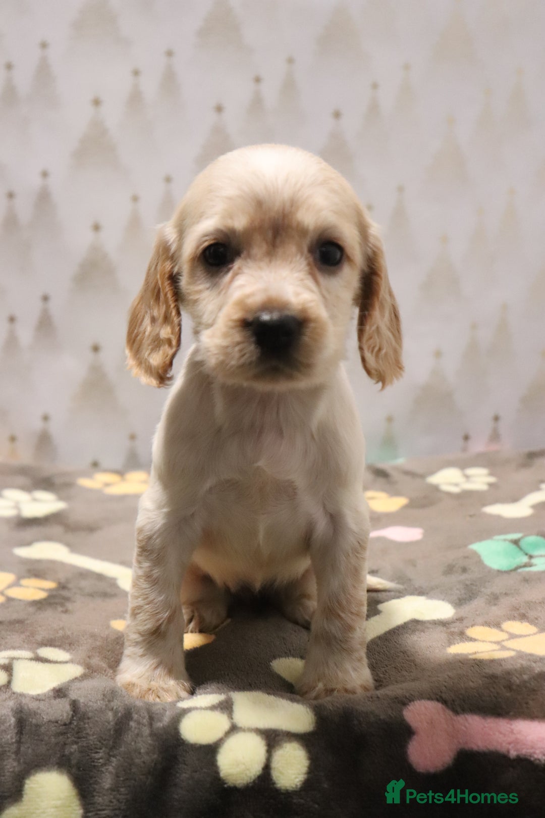 Cocker Spaniel dogs for sale: Fully Health Tested Cocker Spaniel Puppies  - Advert 19