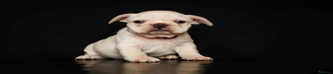 French Bulldog Puppy 4