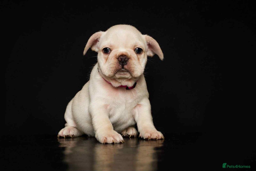French Bulldog dogs for sale: kc registered french bulldogs - Image 4