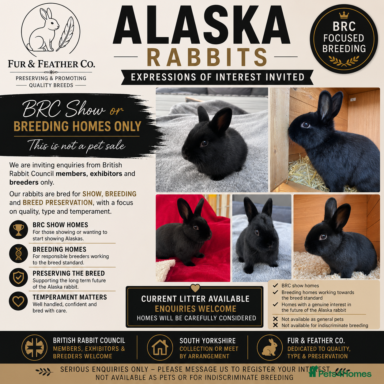 Alaska rabbits 🖤 Alaska Rabbits – Show & Breeding Enquiries 🖤 - Advert 2
