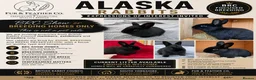 Alaska rabbits for sale: 🖤 Alaska Rabbits – Show & Breeding Enquiries 🖤 - Advert 1