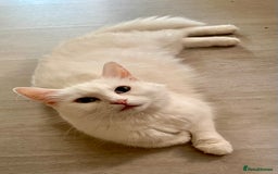 British Longhair cats for sale: 2 adorable kittens looking for their forever home - Image 4