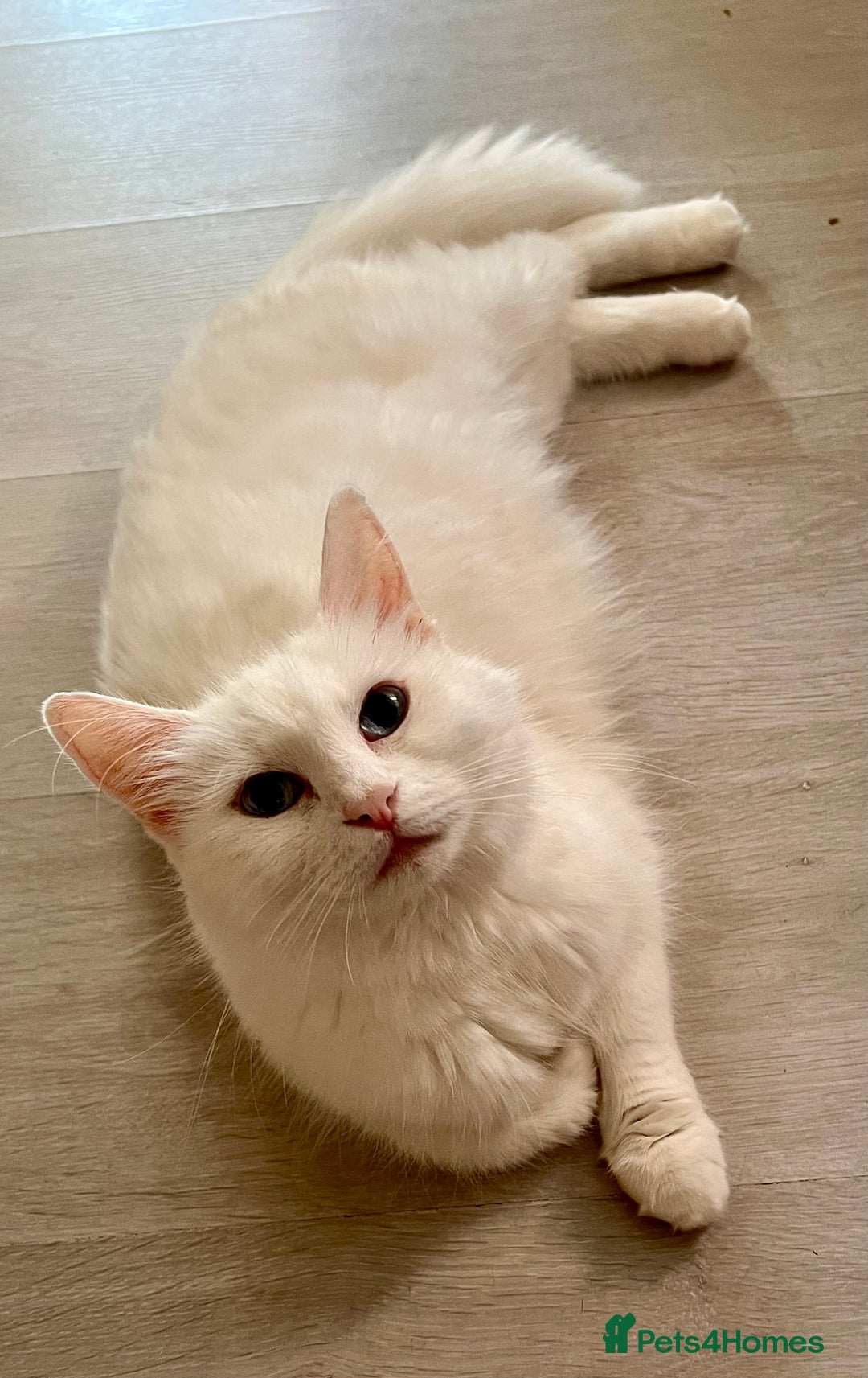 British Longhair cats for sale: 2 adorable kittens looking for their forever home - Image 4