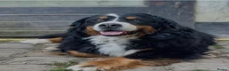 Bernese Mountain Dog dogs for sale: Bernese mountain pups  - Advert 3