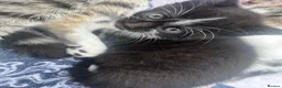 Mixed Breed cats for sale: 3 lovely little kittens  - Advert 9