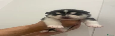 Siberian Husky 2