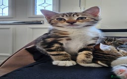 Mixed Breed cats for sale: Stunning maine coon cross kittens - Image 8