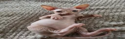 Sphynx cats for sale: Sphynx  in Southampton - Advert 5