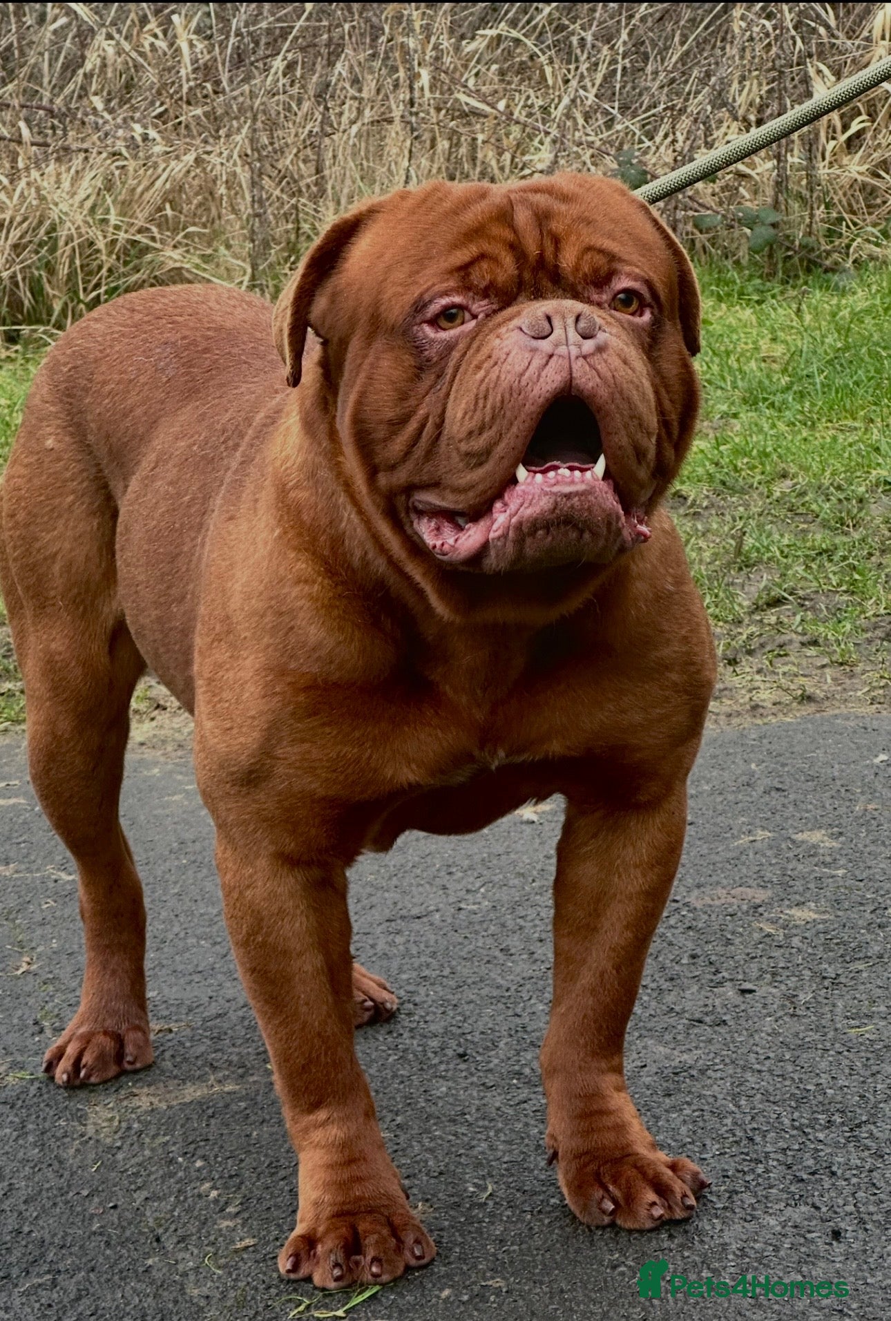 Dogue De Bordeaux dogs Show quality dogue de Bordeaux puppies .  - Advert 2