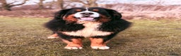 Bernese Mountain Dog dogs for stud: Gorgeous Bernese stud Maui - Advert 2