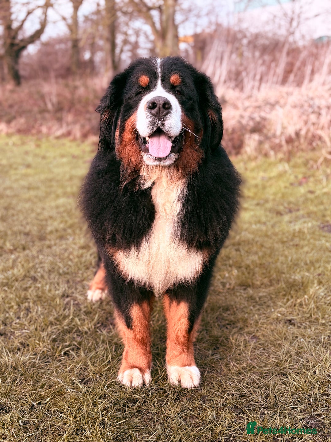Bernese Mountain Dog dogs for stud: Gorgeous Bernese stud Maui - Advert 2