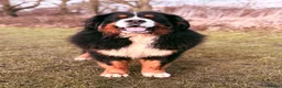Bernese Mountain Dog dogs for stud: Gorgeous Bernese stud Maui - Advert 2