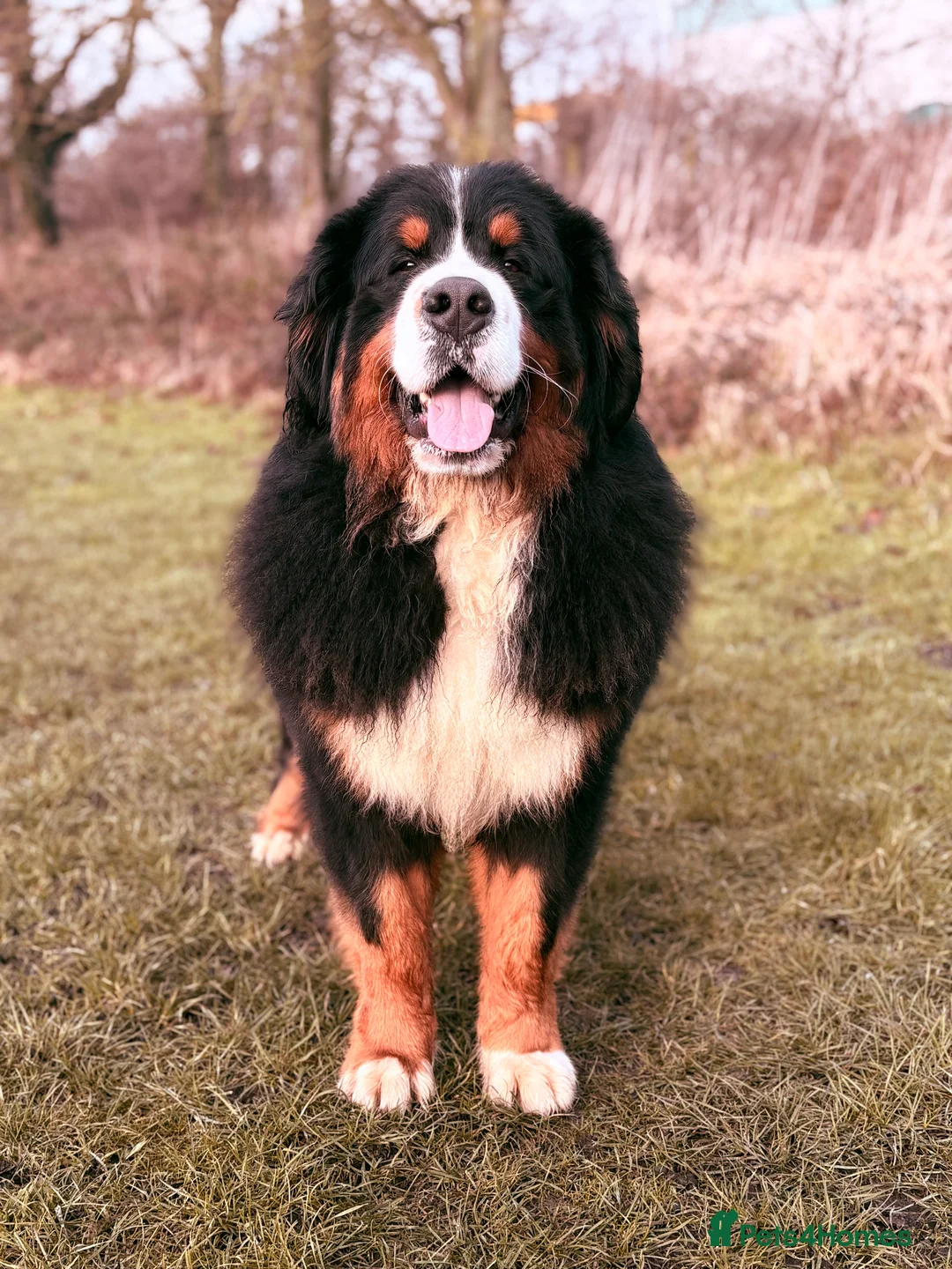 Bernese Mountain Dog dogs for stud: Gorgeous Bernese stud Maui - Advert 2