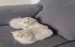 Persian cats for sale: Persian chinchilla 1 left  - Image 3