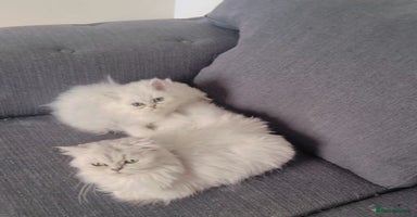 Persian cats - Advert 9
