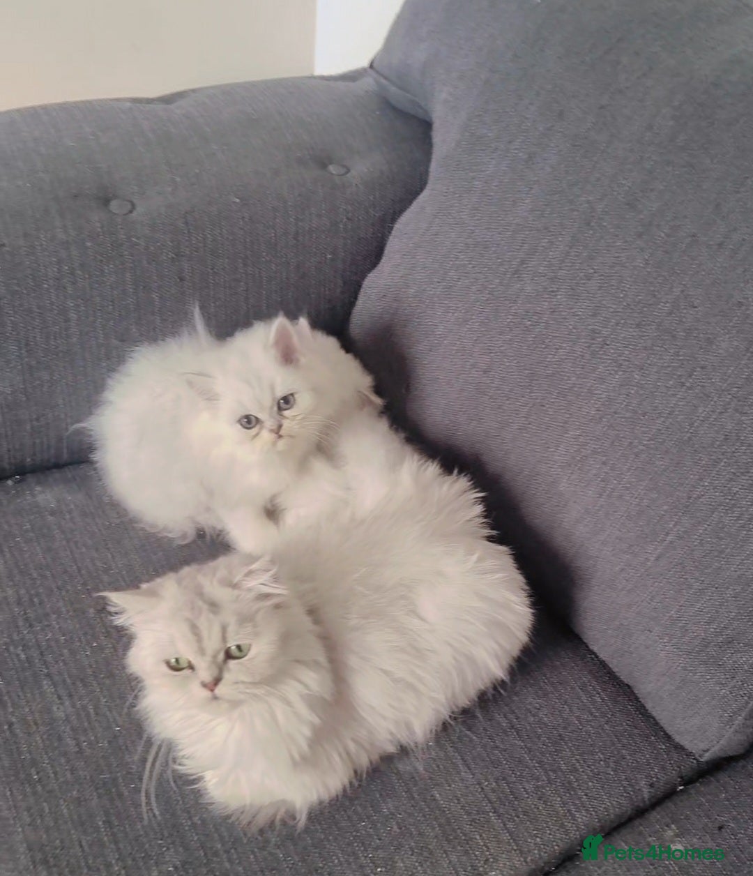 Persian cats for sale: Persian chinchilla 1 left  - Image 3