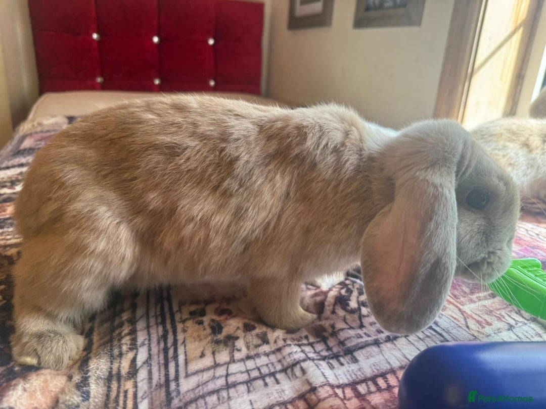 English Lop rabbits for sale: 4 Cute friendly lop bunnies - Image 5
