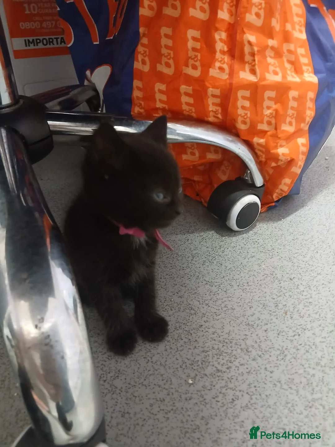 Maine Coon cats for sale: 6 week old beautiful maine coon x kittens for sale - Advert 24