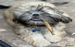 Zuchon dogs for sale: Our special boy Fudge - Image 5