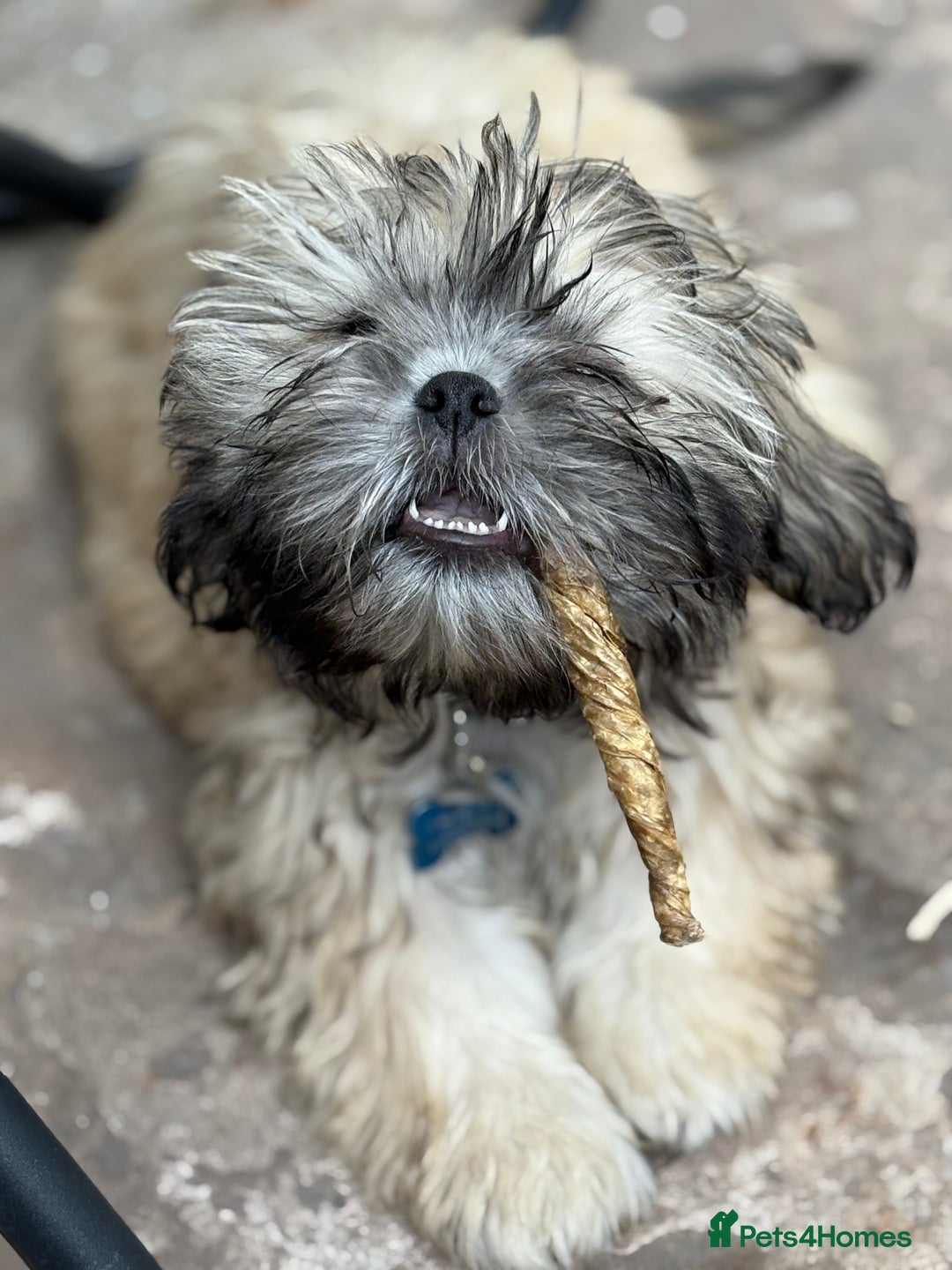 Zuchon dogs for sale: Our special boy Fudge - Image 5