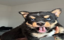 Pomsky dogs for sale: Family-Raised Pomsky Pups - Advert 3