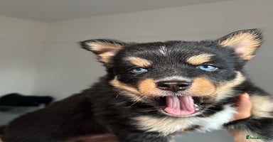 Pomsky dogs Family-Raised Pomsky Pups - Advert 9