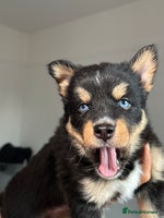 Pomsky dogs Family-Raised Pomsky Pups - Advert 2