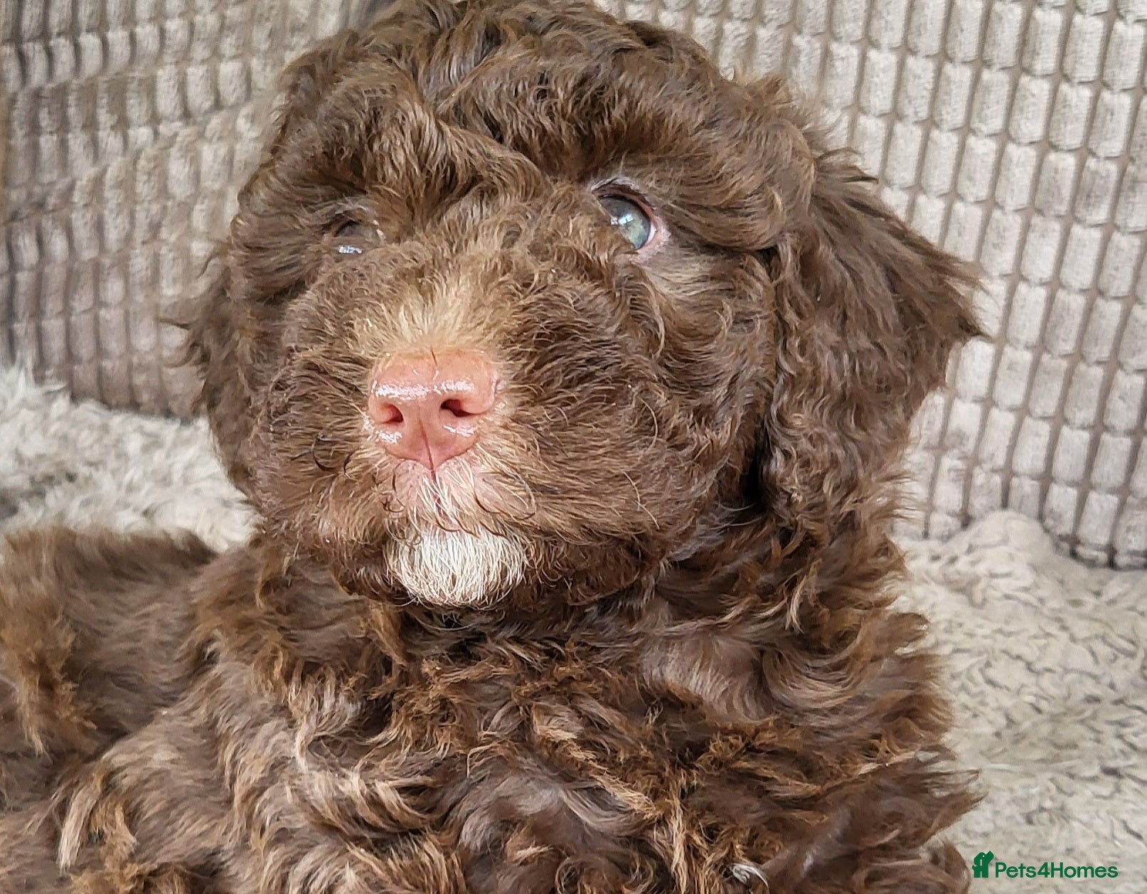 Labradoodle dogs Fabulous Miniature F1b Labradoodles  - Advert 6