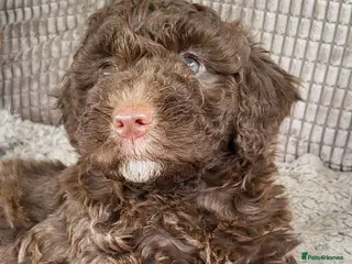 Labradoodle dogs Fabulous Miniature F1b Labradoodles - Advert 6