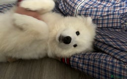 Samoyed dogs for sale: Beautiful 6-Month-Old Samoyed Boy for Sale - Image 9